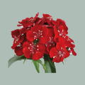 Sweet William Aldo Red (50 Stems)