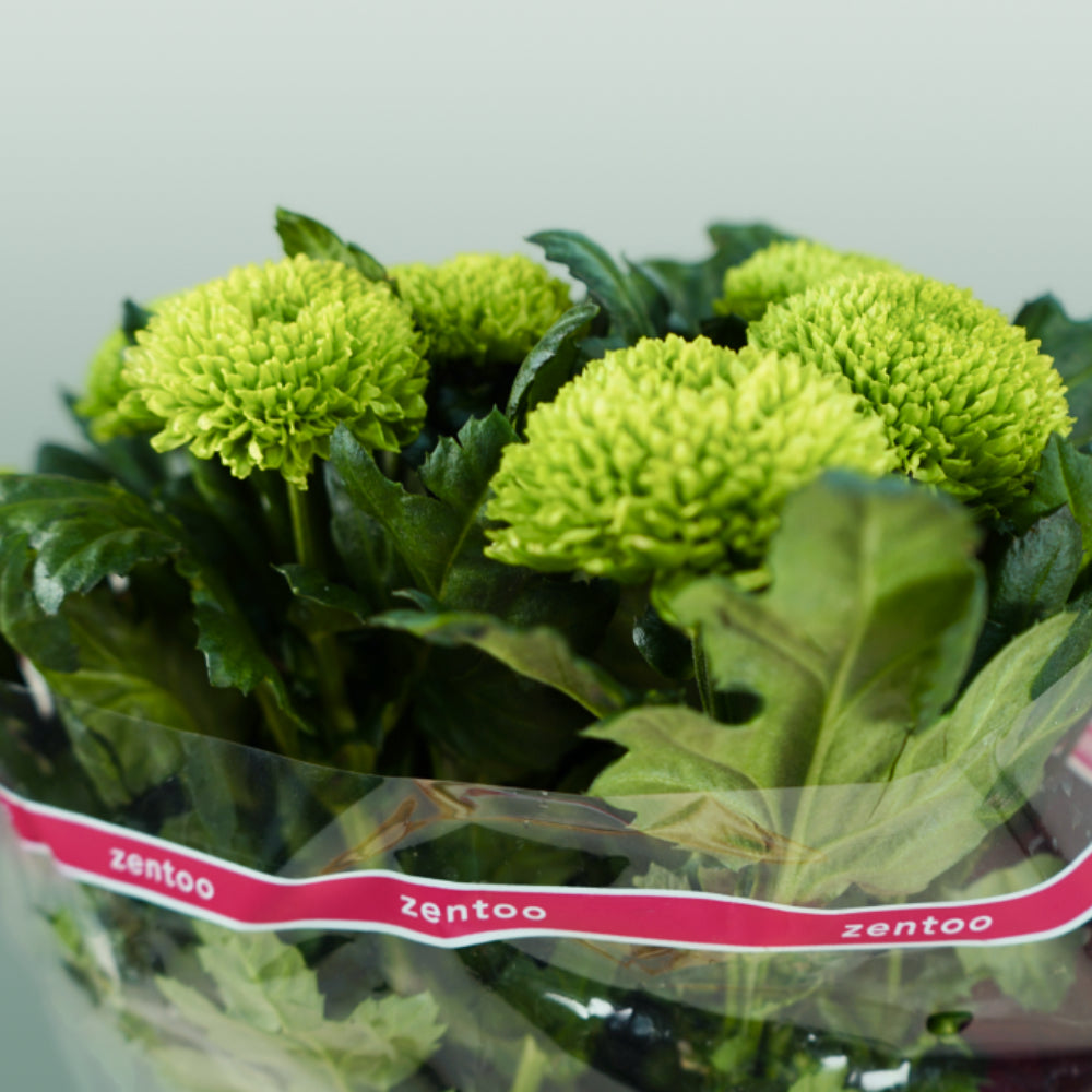 Chrysanthemum - Chrysanthemum - Alemani