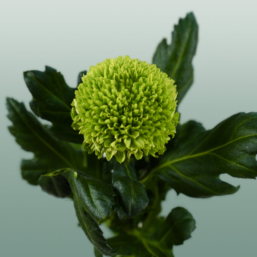 Chrysanthemum - Chrysanthemum - Alemani