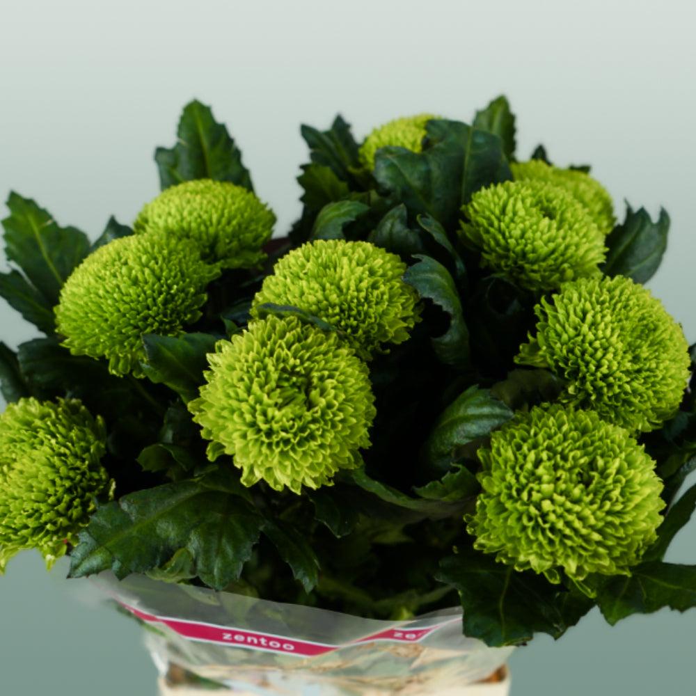 Chrysanthemum - Chrysanthemum - Alemani