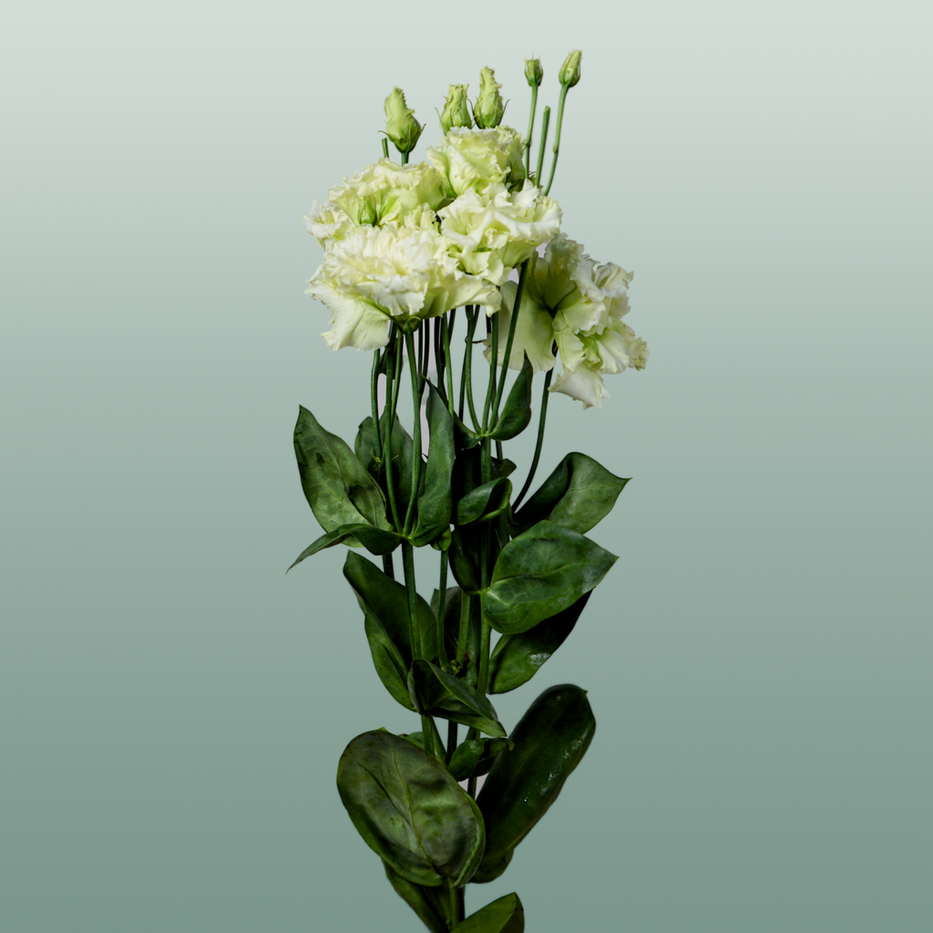 Lisianthus Alissa Green