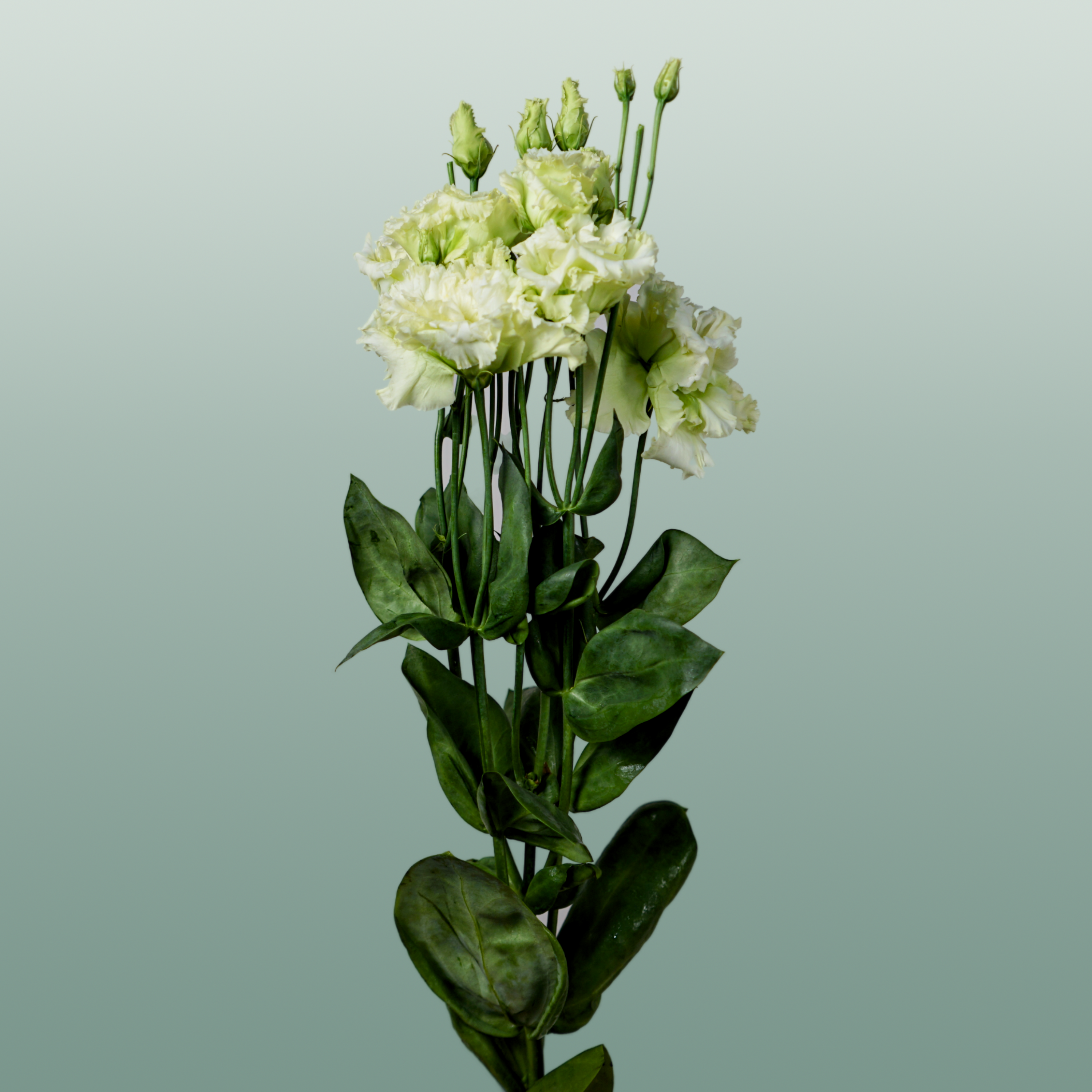 Lisianthus Alissa Green