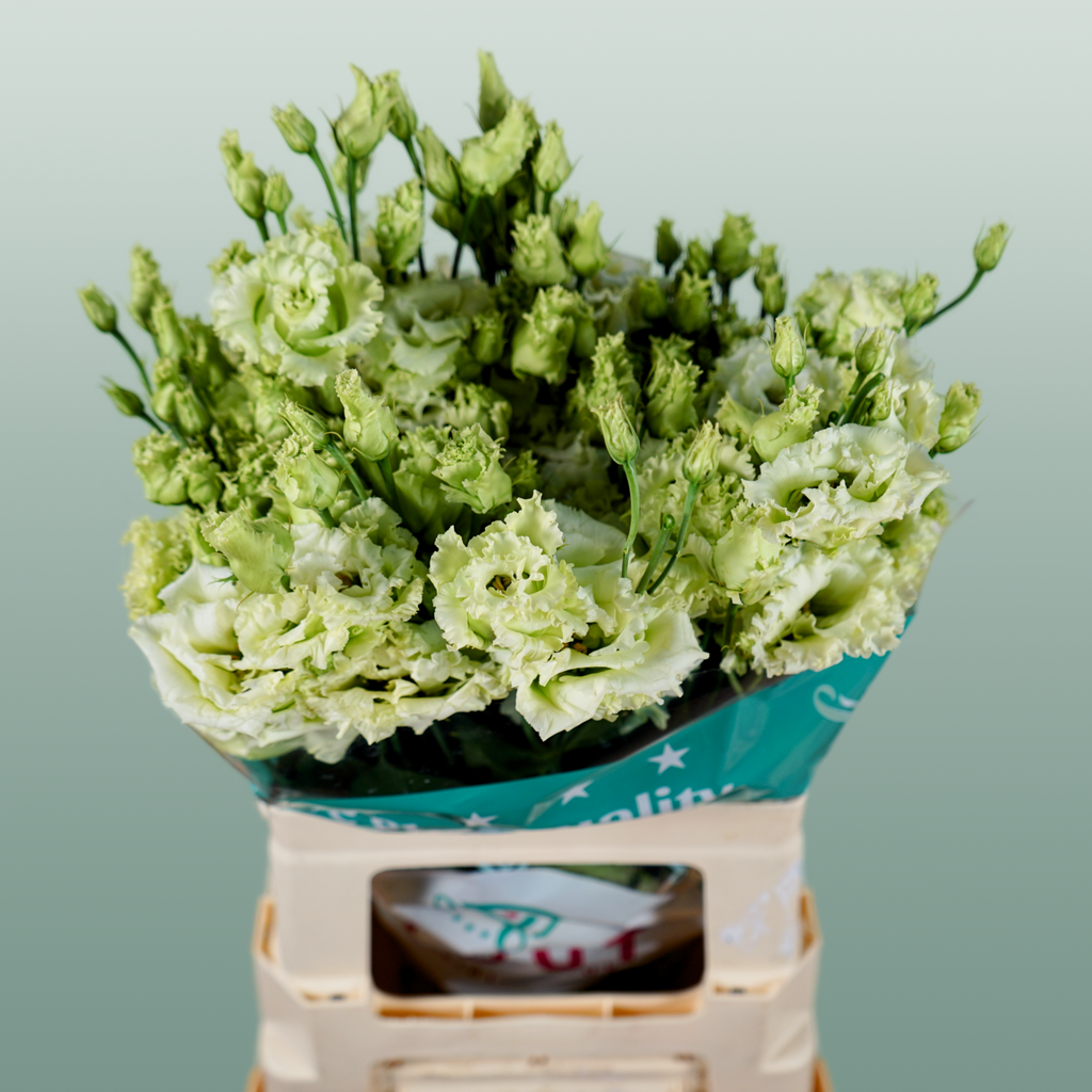 Lisianthus Alissa Green