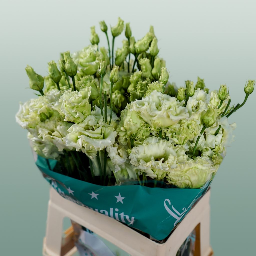 Lisianthus Alissa Green