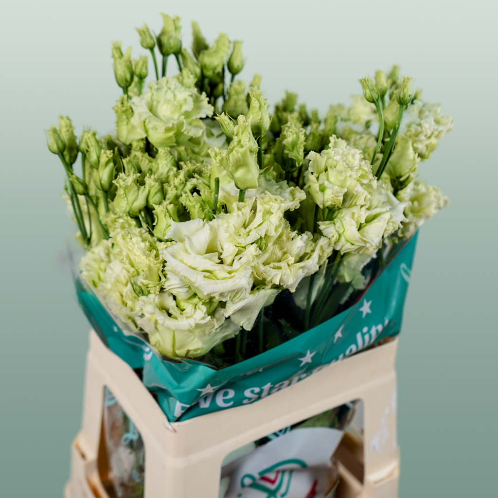 Lisianthus Alissa Green
