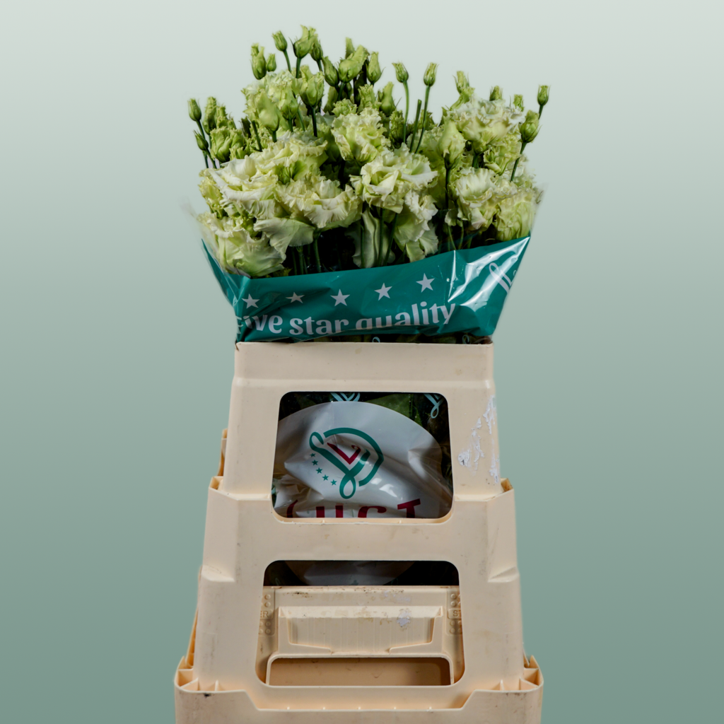 Lisianthus Alissa Green