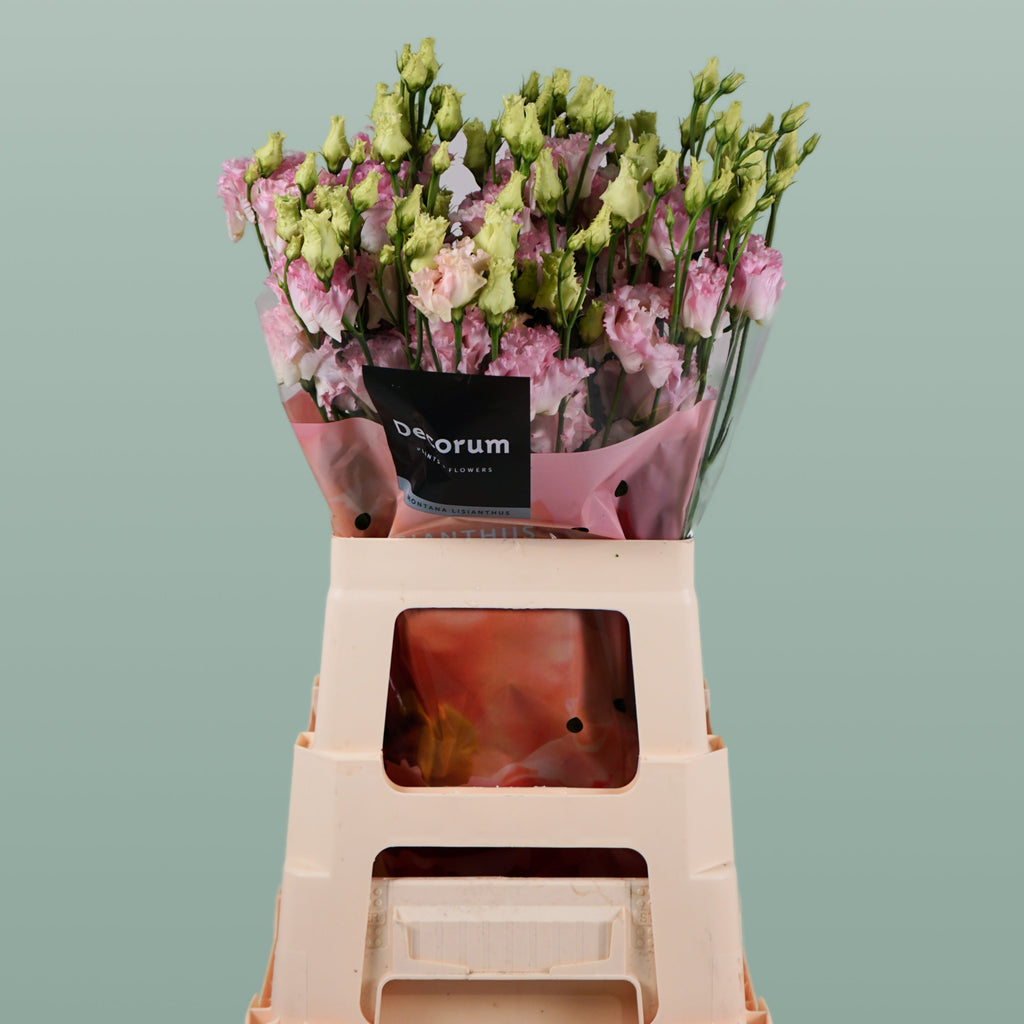 Eustoma Alissa Hanoi Pink (10 Stems)