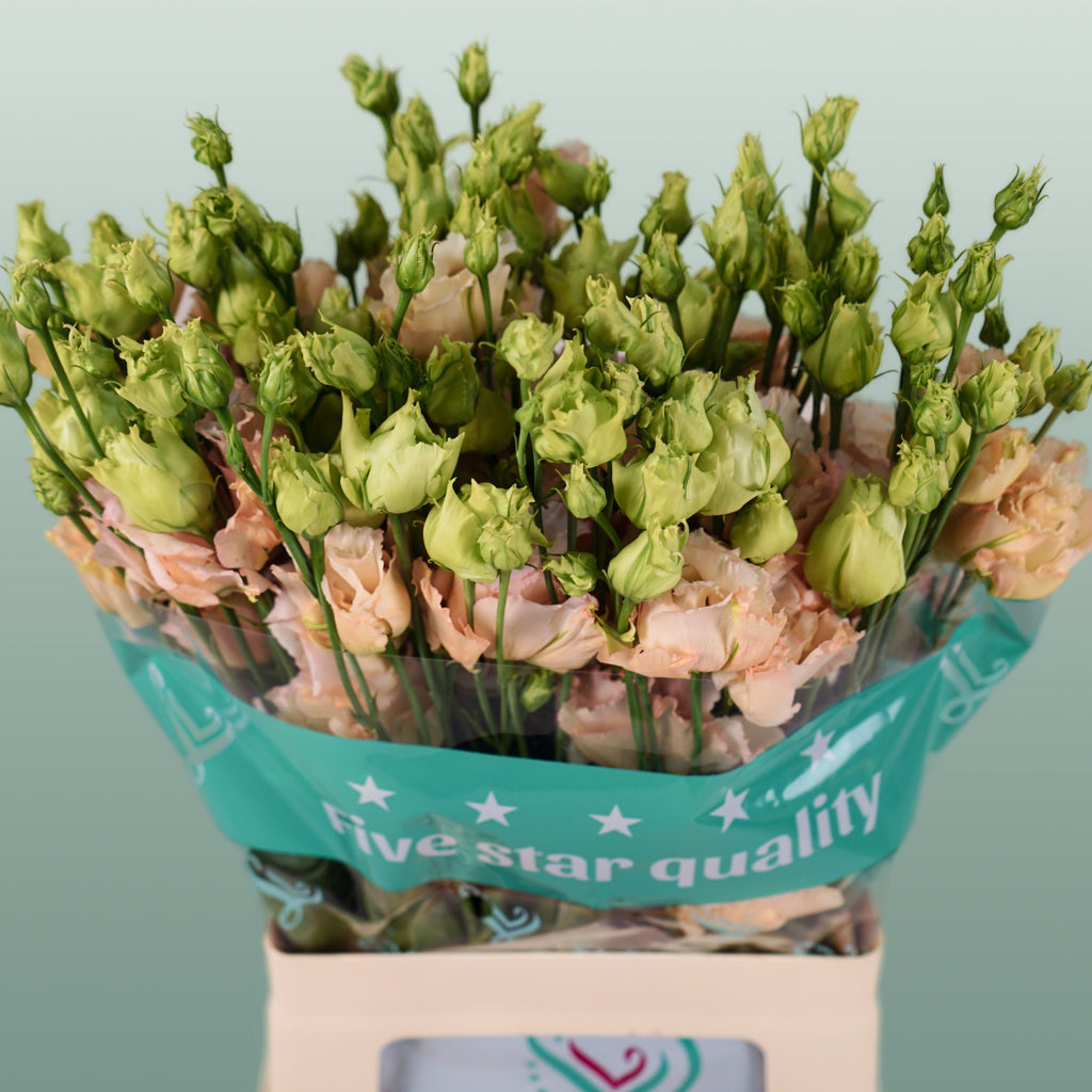 Eustoma Alissa Light Apricot (10 Stems)