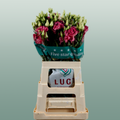 Lisianthus Alissa Rose Pink