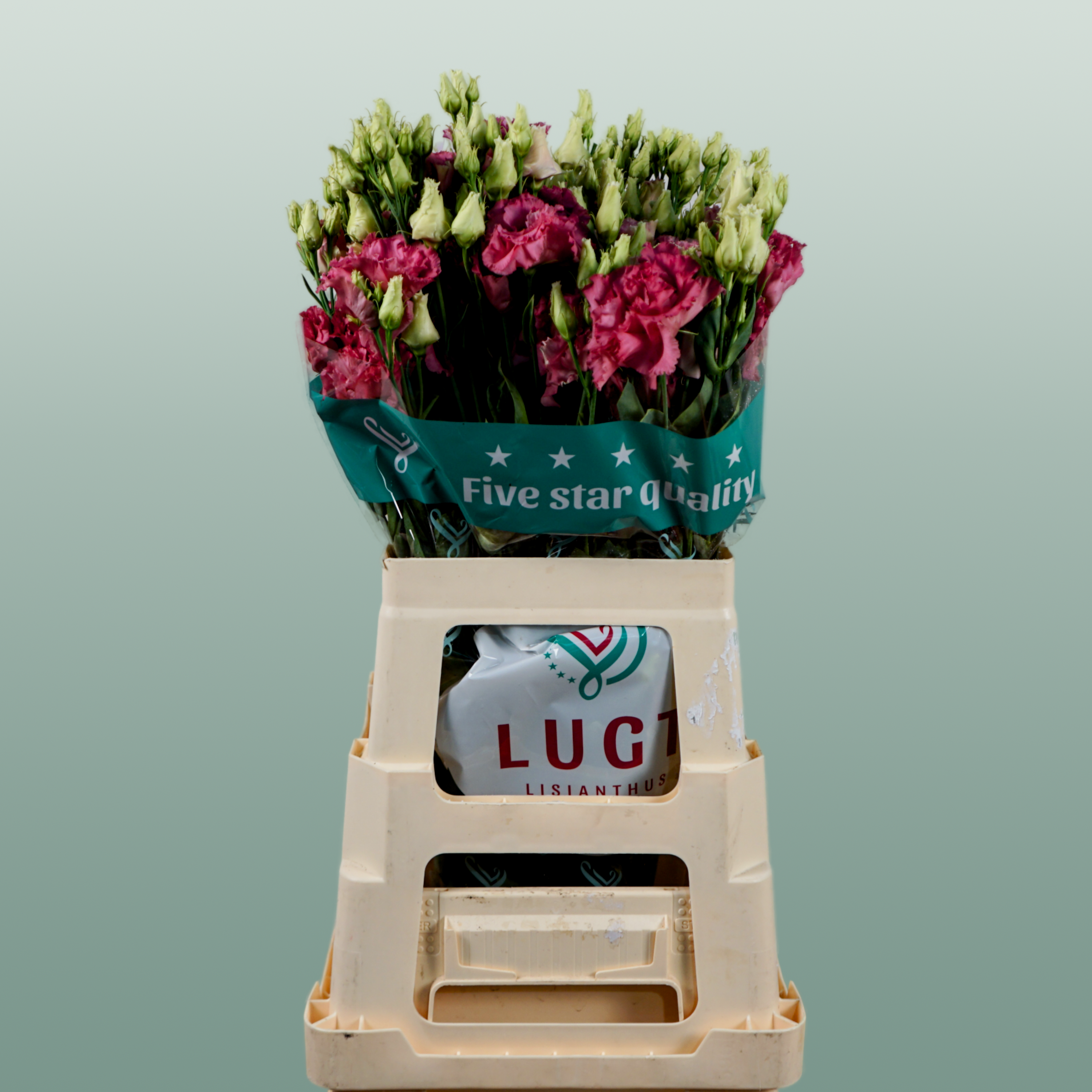 Lisianthus Alissa Rose Pink