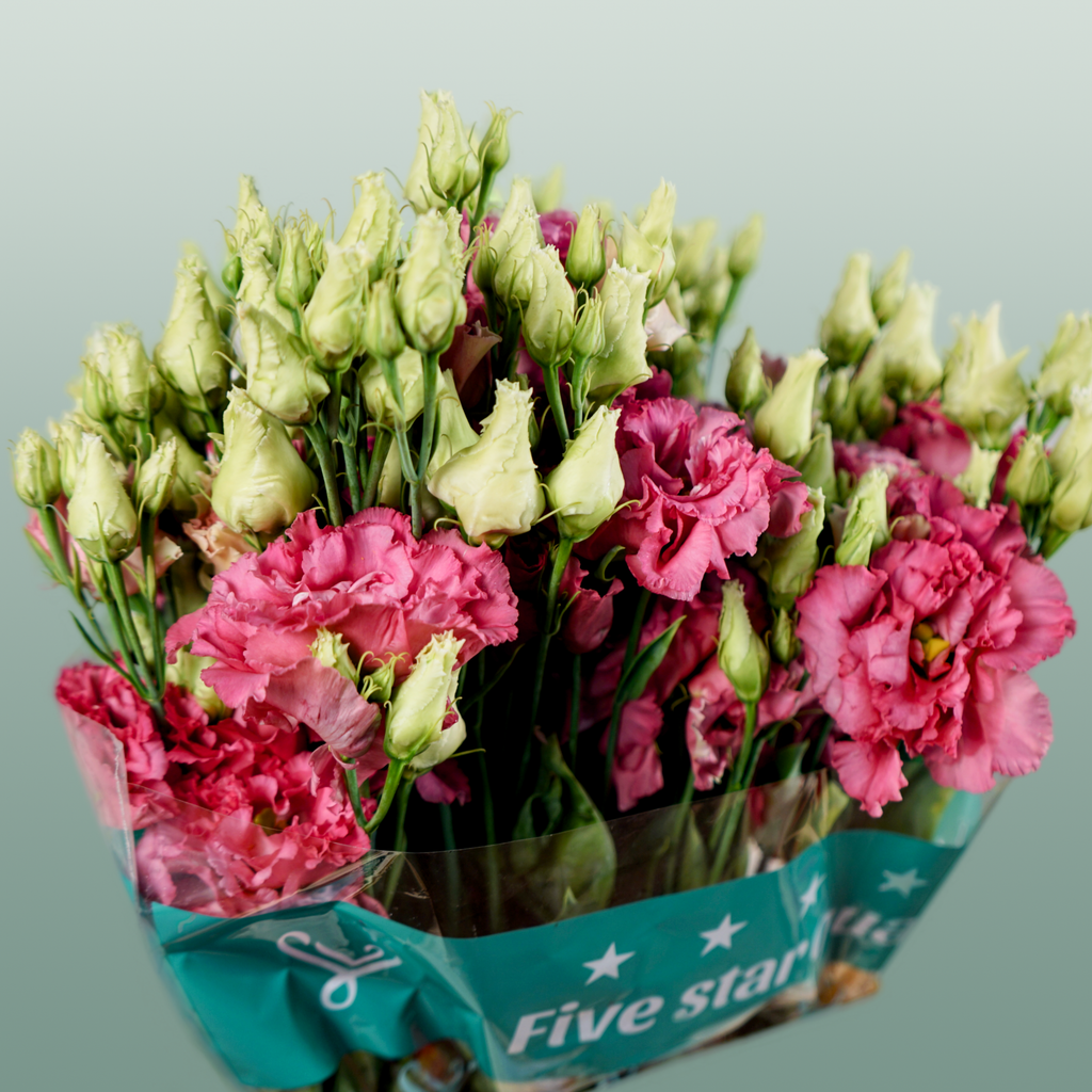 Lisianthus Alissa Rose Pink
