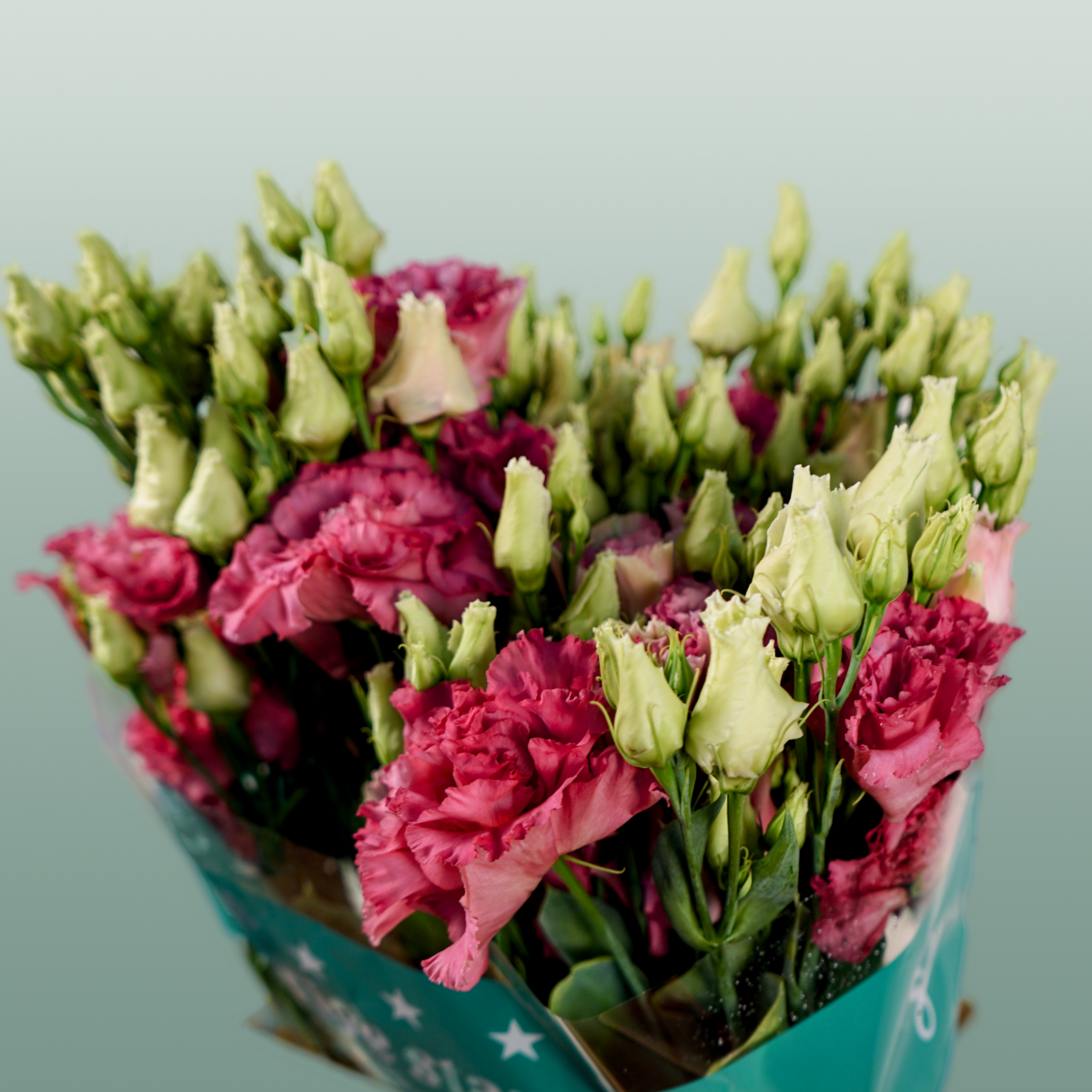 Lisianthus Alissa Rose Pink