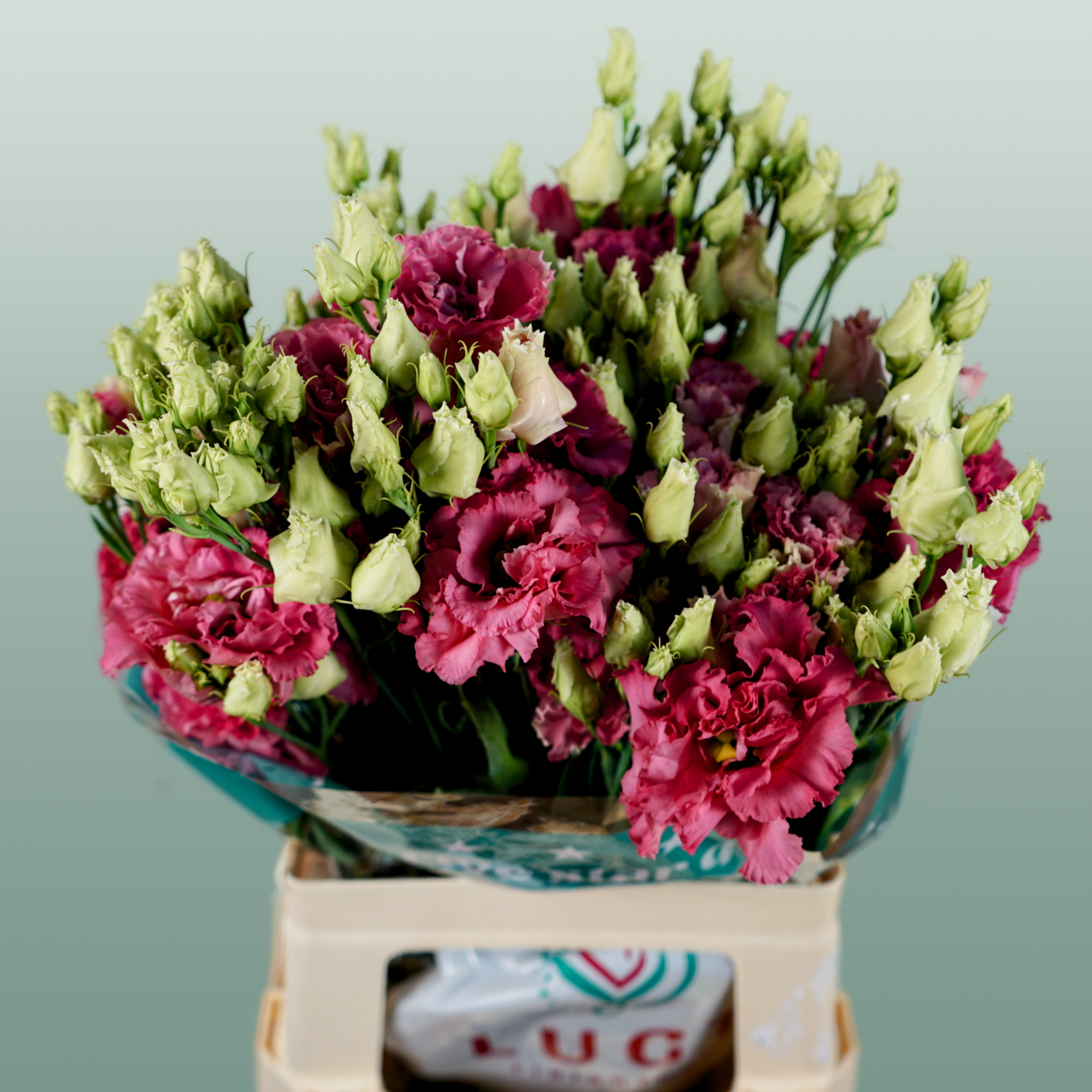 Lisianthus Alissa Rose Pink