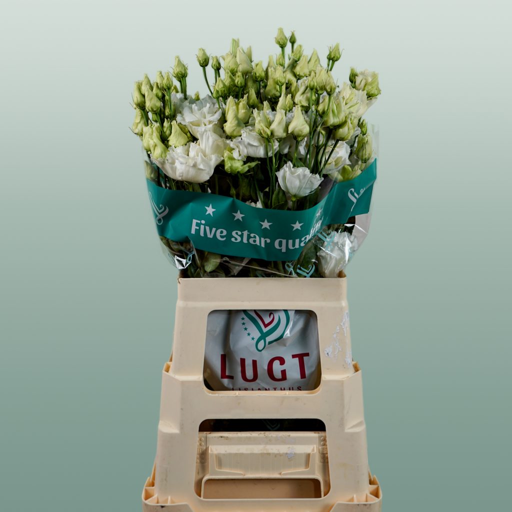 Lisianthus Alissa White