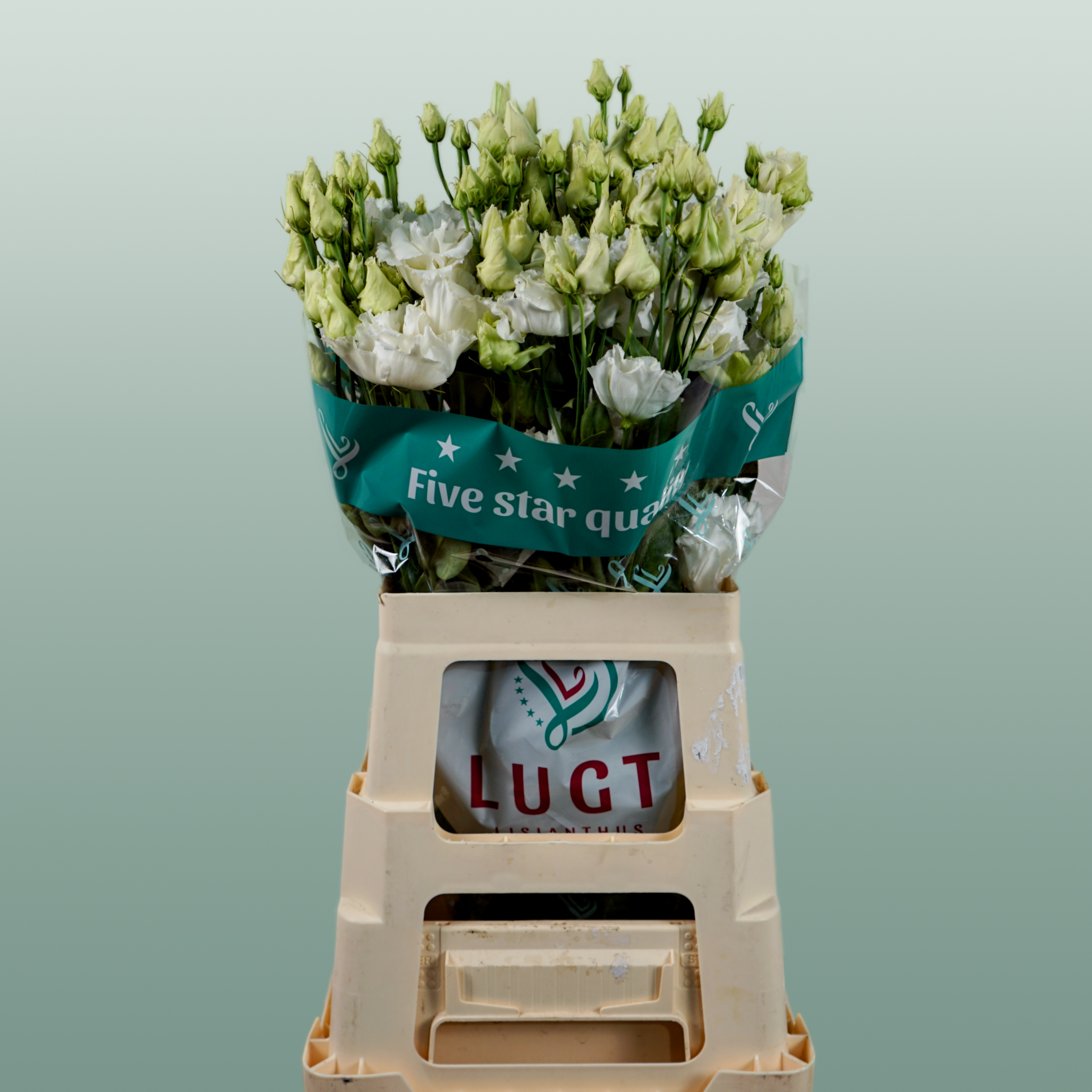 Lisianthus Alissa White