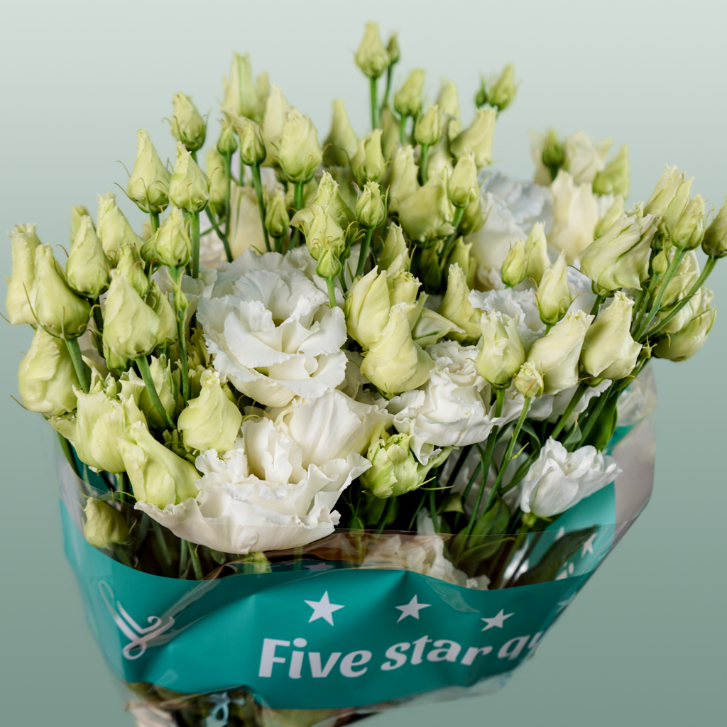 Lisianthus Alissa White