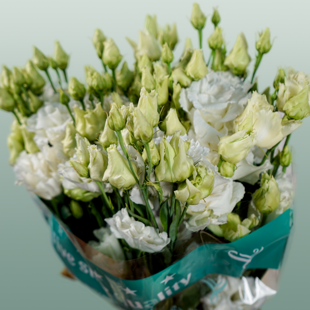 Lisianthus Alissa White