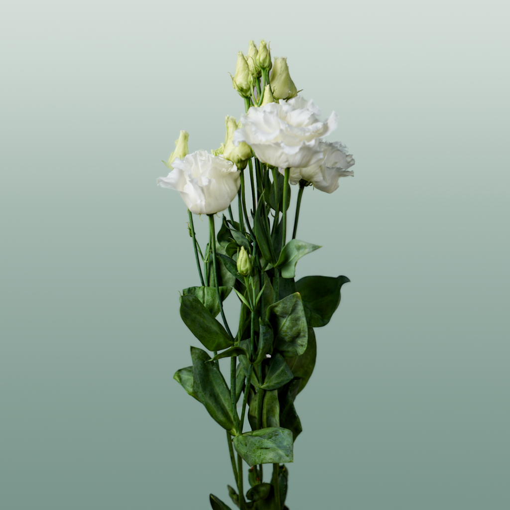 Lisianthus Alissa White