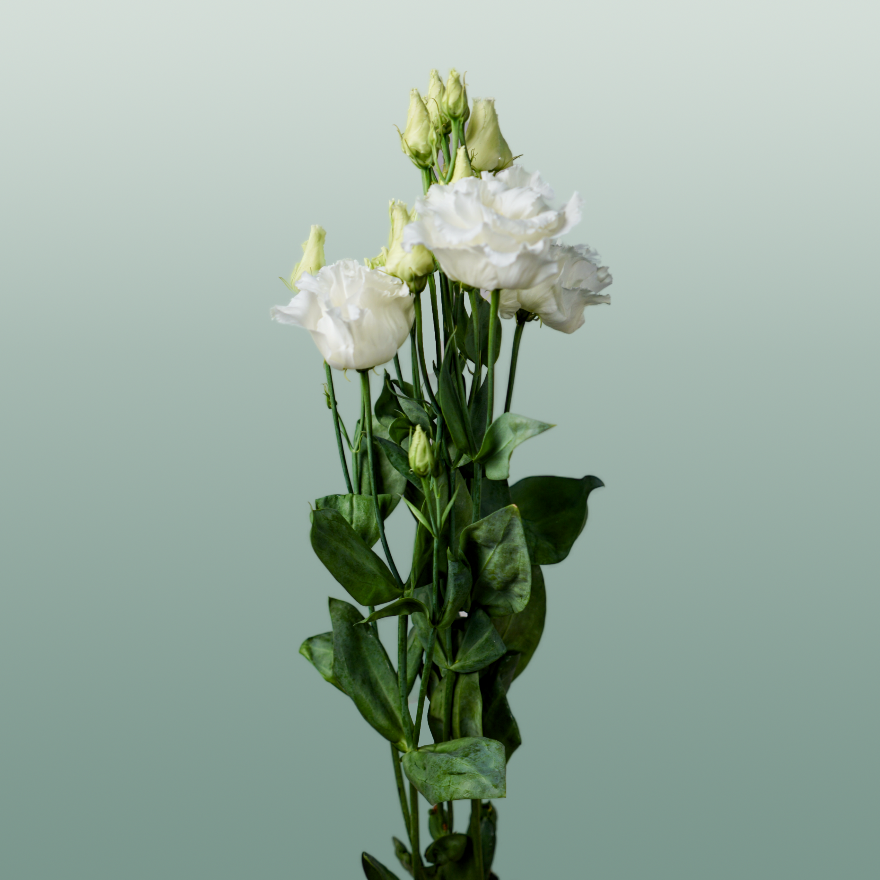 Lisianthus Alissa White