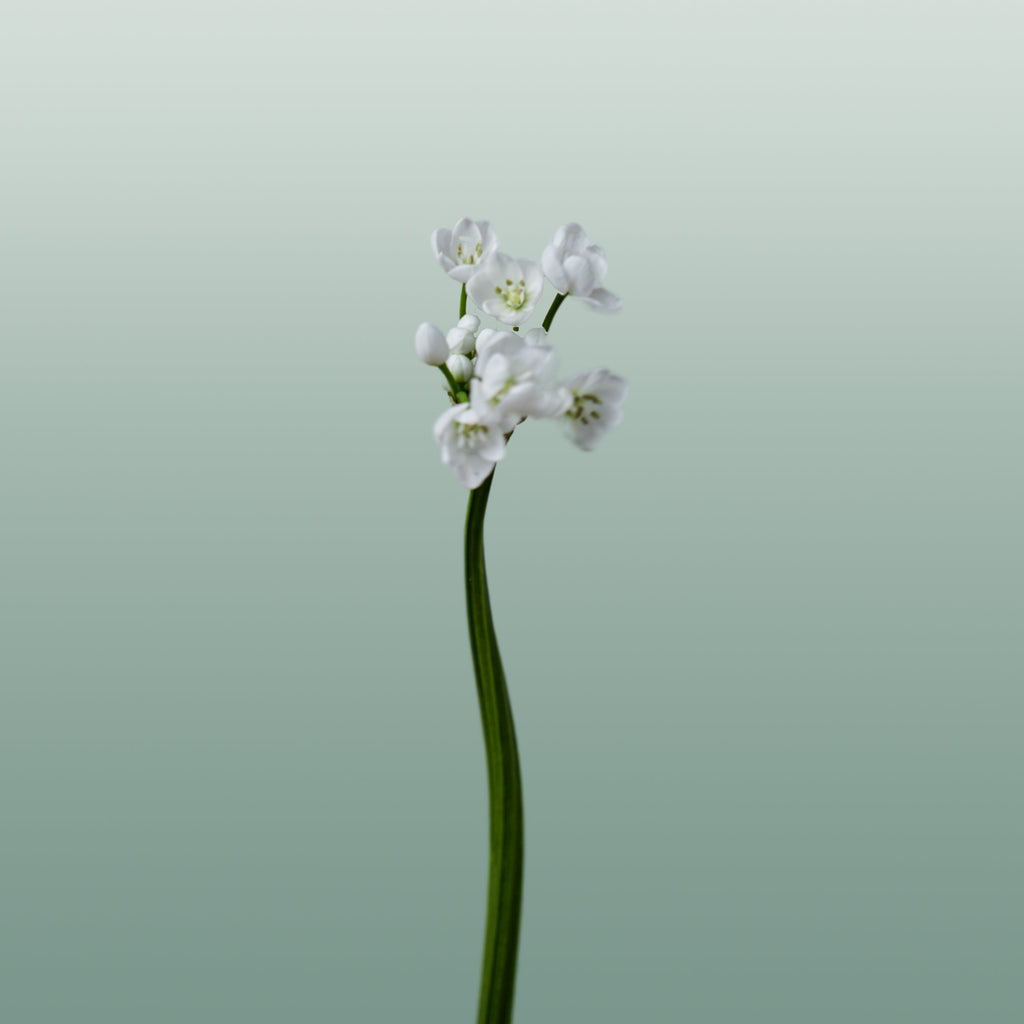 Allium Flocon