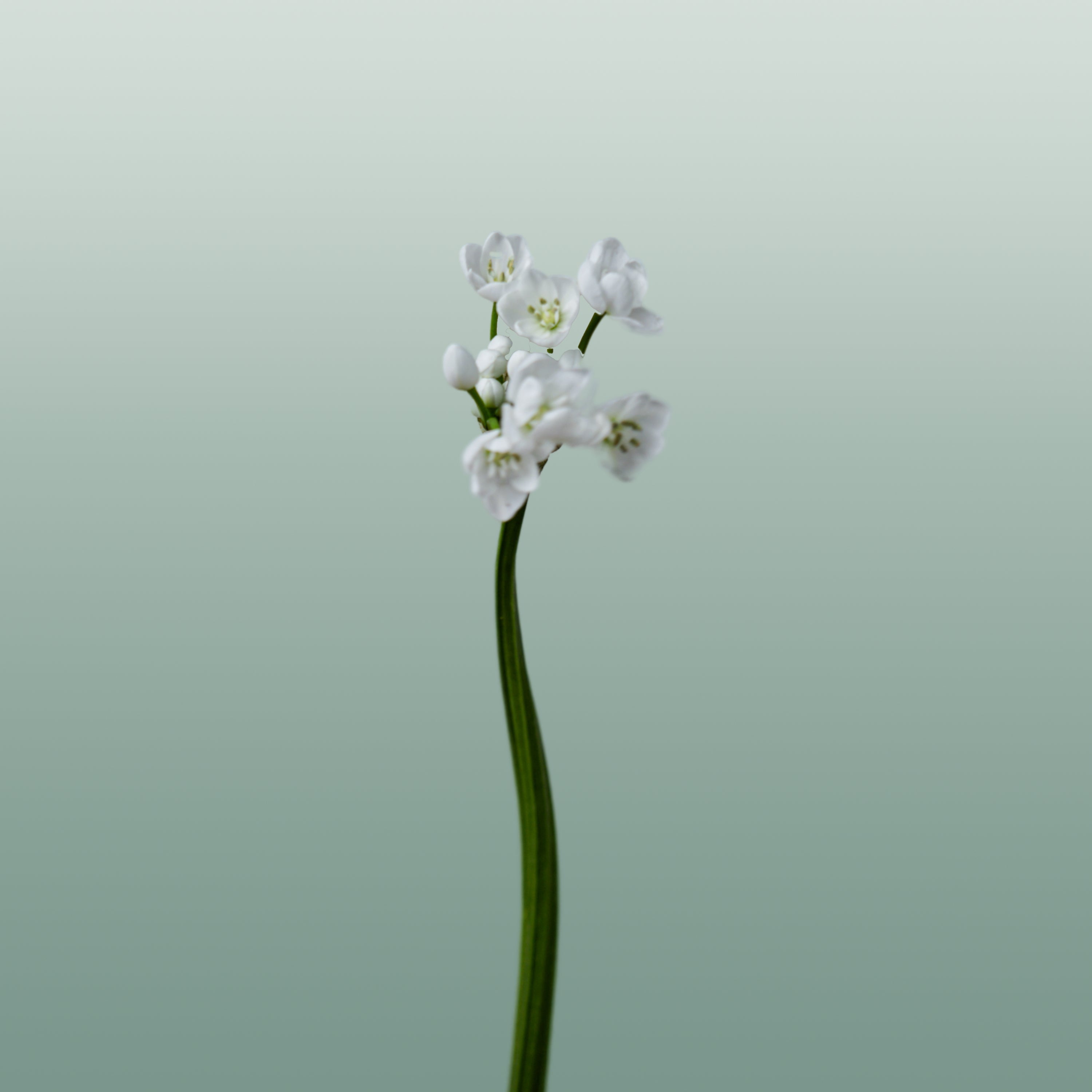 Allium Flocon