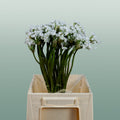 Allium Flocon