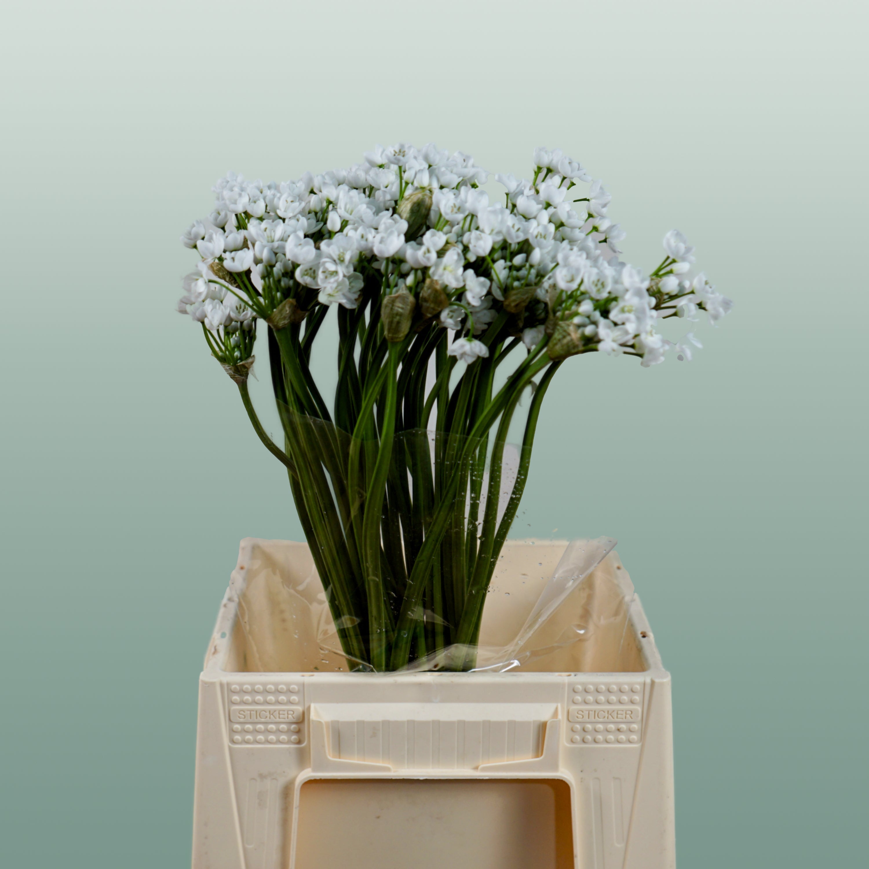 Allium Flocon
