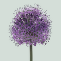 Allium Stratos (10 Stems)