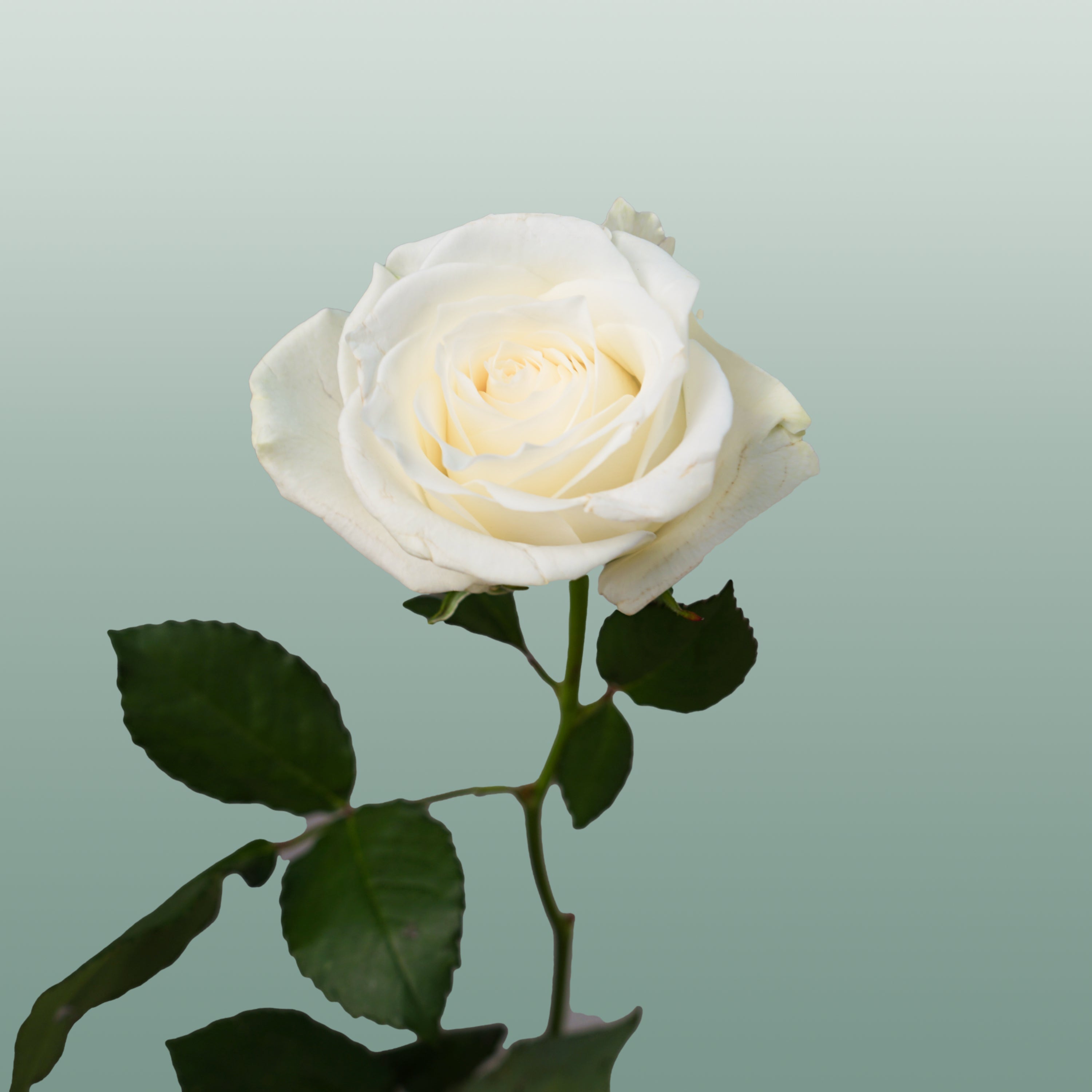 Rose - Rosa - Alpe D'Huez