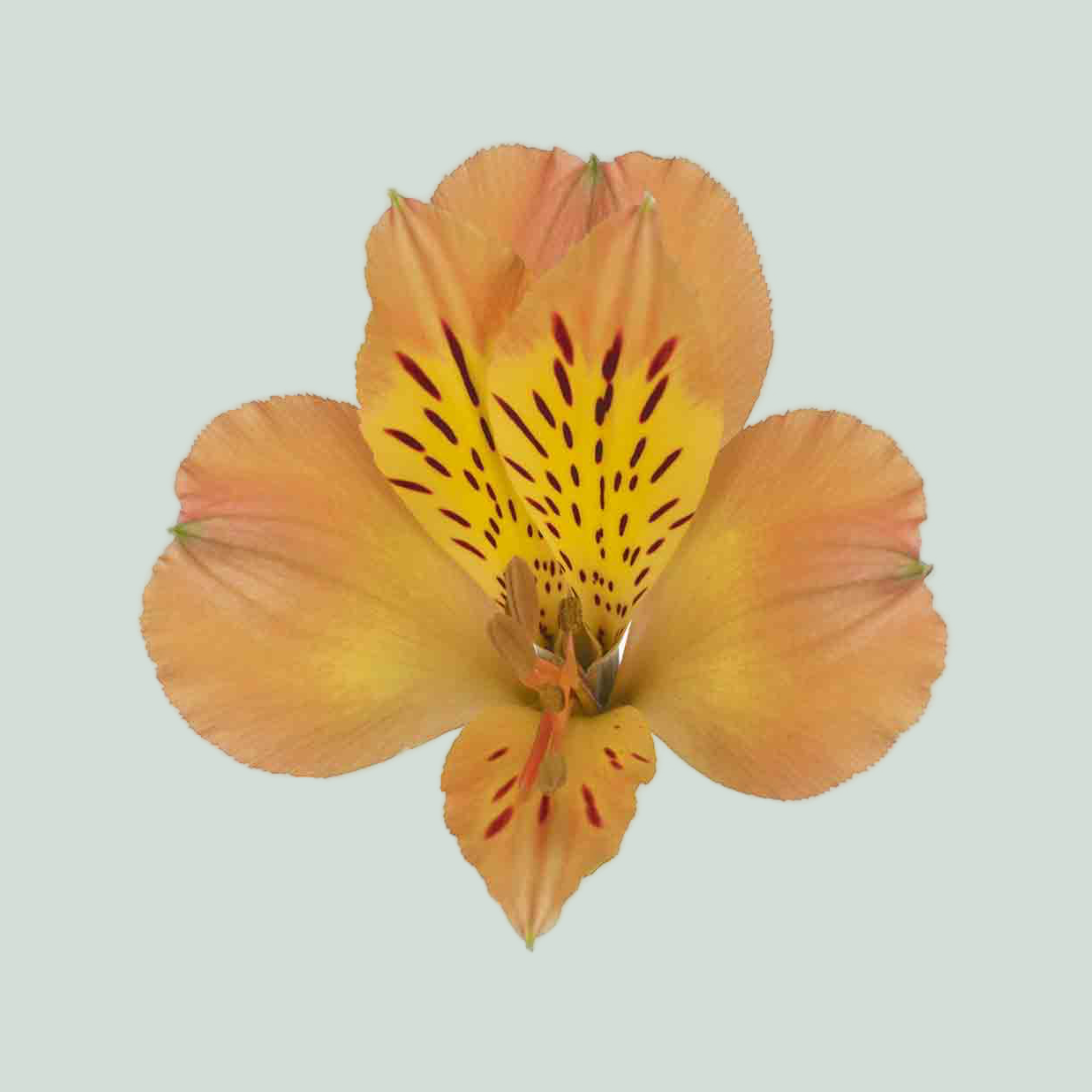 Alstroemeria Aurora