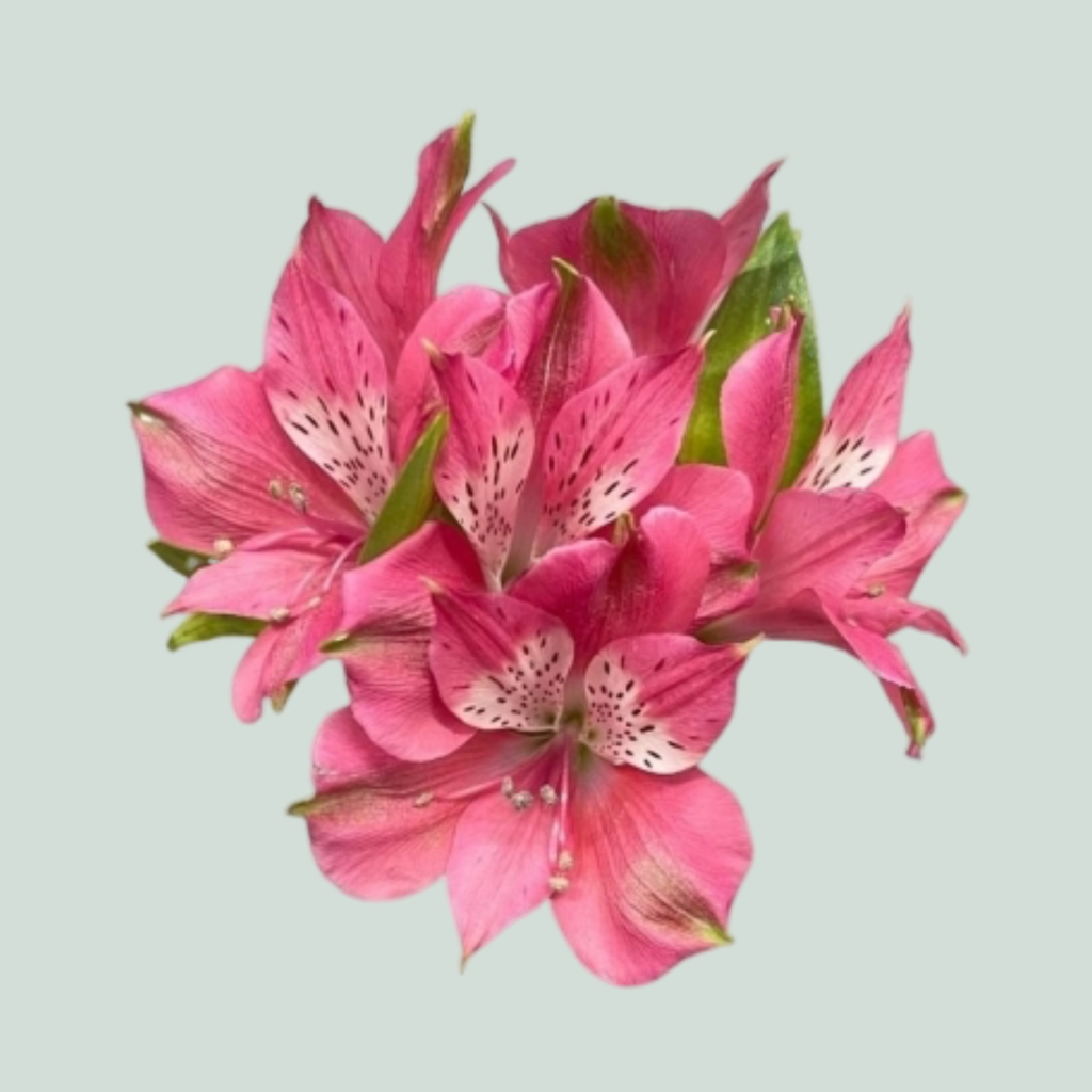 Alstroemeria Bubblicious