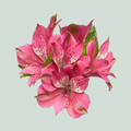 Alstroemeria Bubblicious