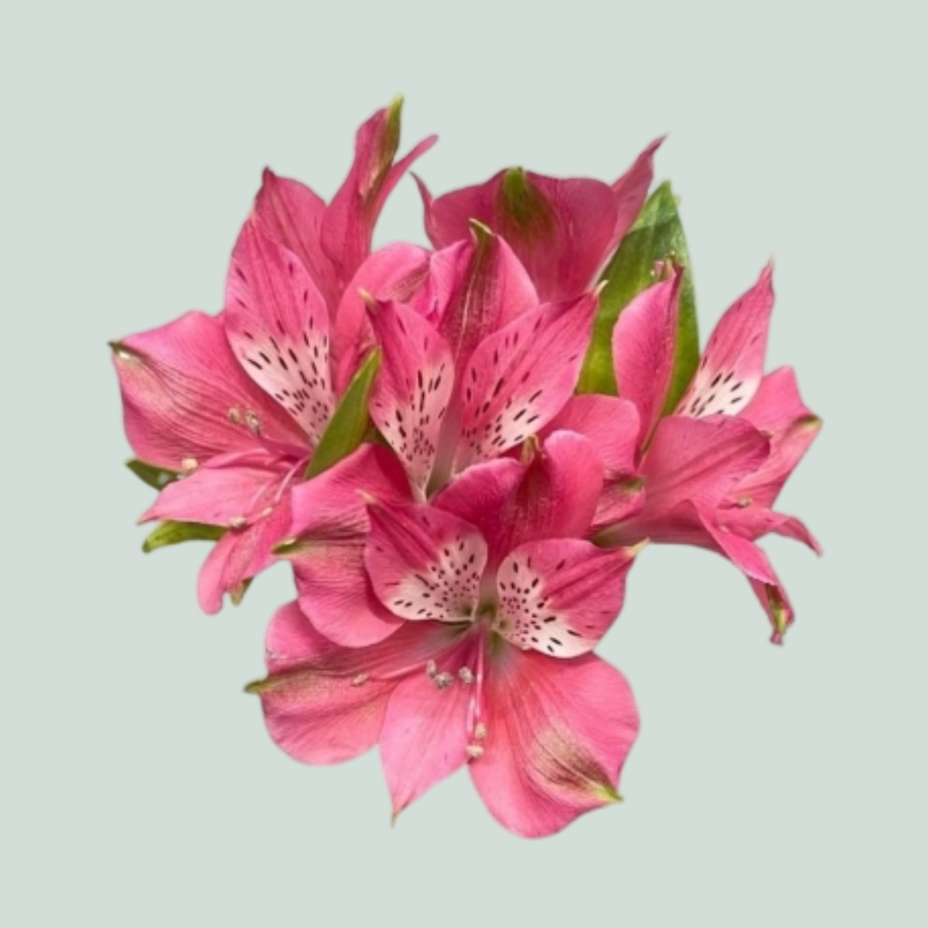 Alstroemeria Bubblicious