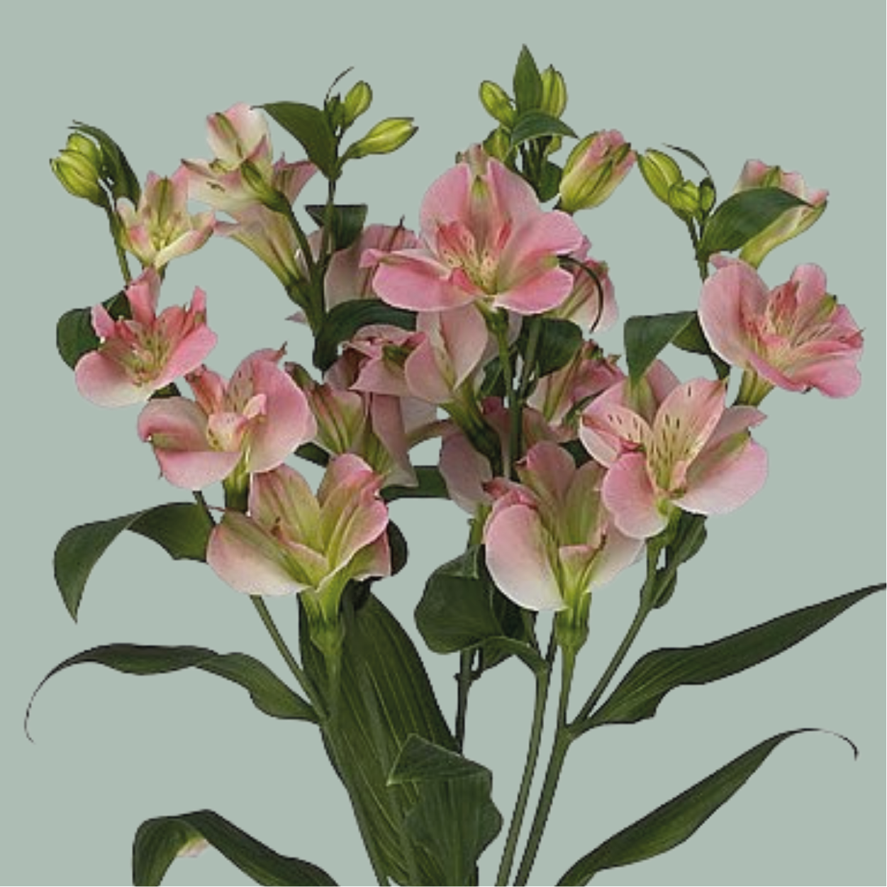 Alstroemeria Charmelia Pink