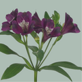 Alstroemeria Carline