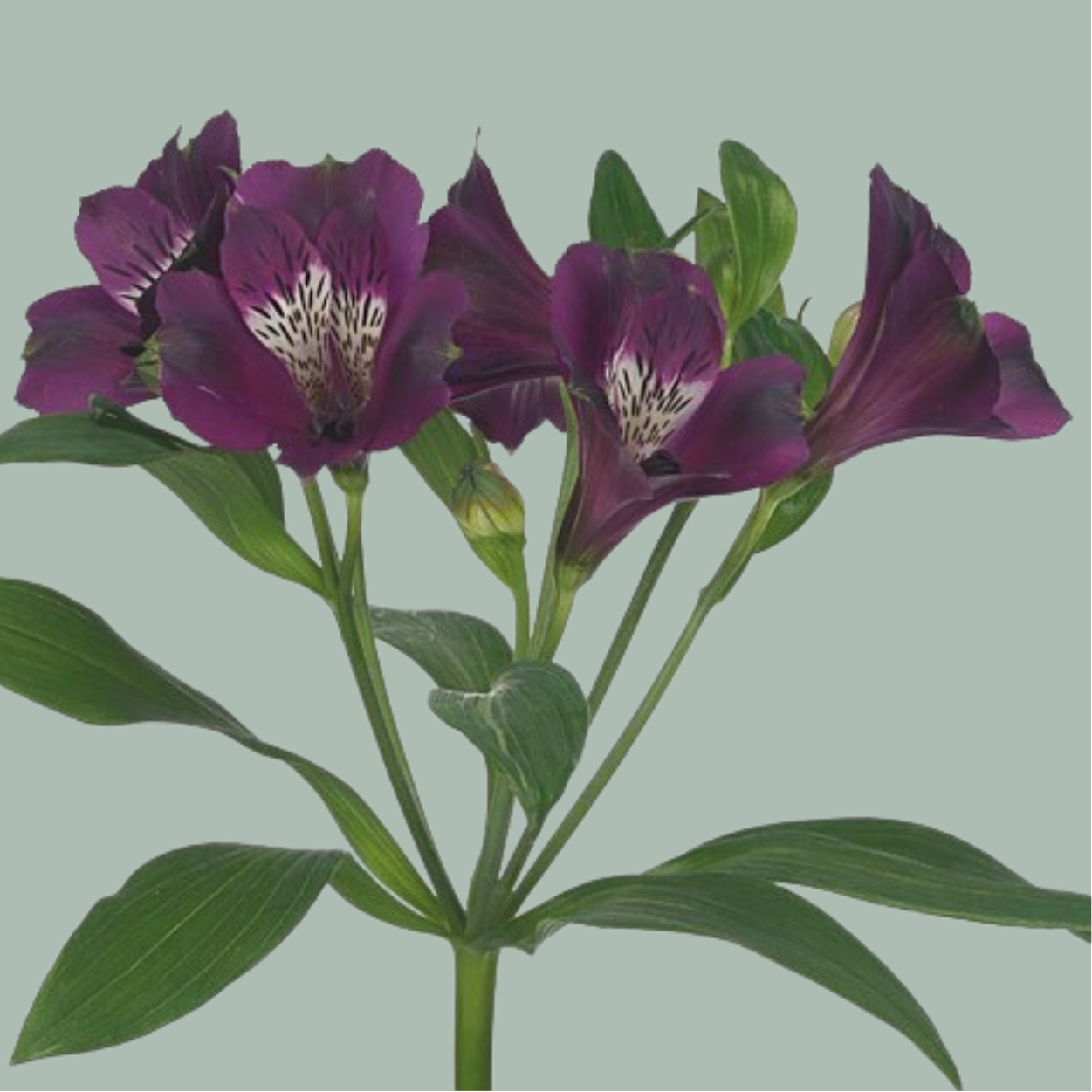 Alstroemeria Carline