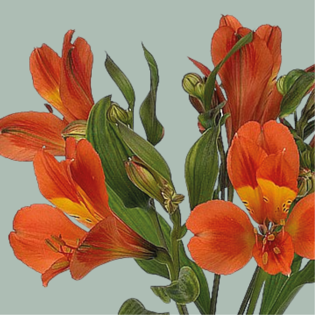 Alstroemeria Dancing Queen