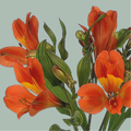 Alstroemeria Dancing Queen