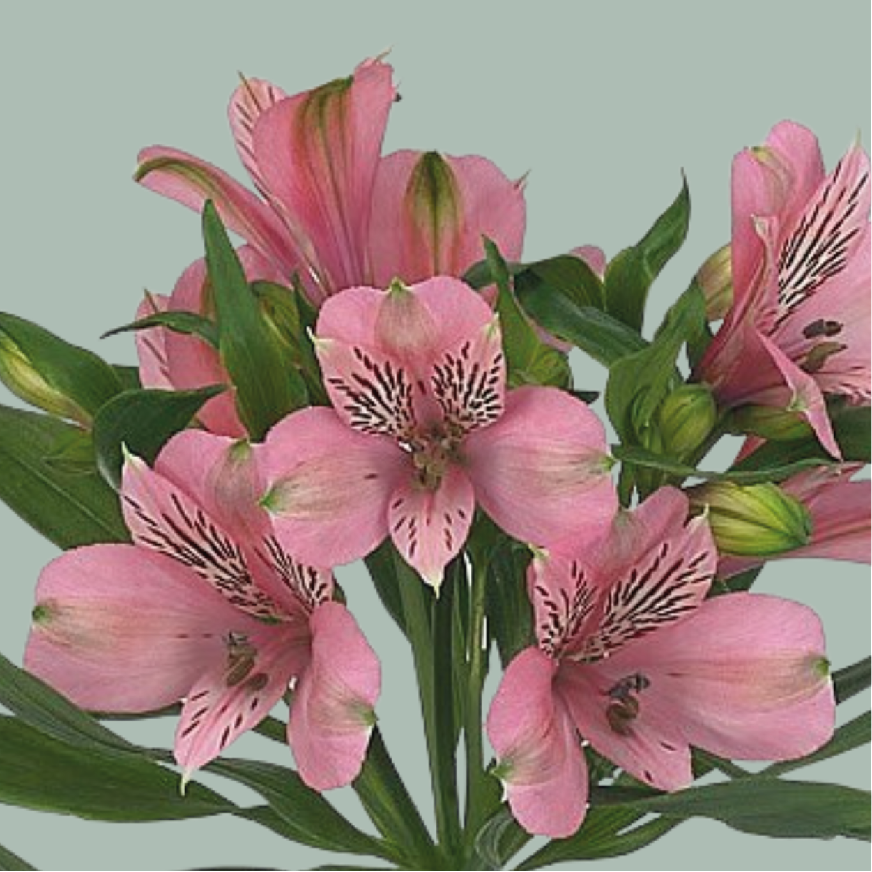 Alstroemeria Mixed