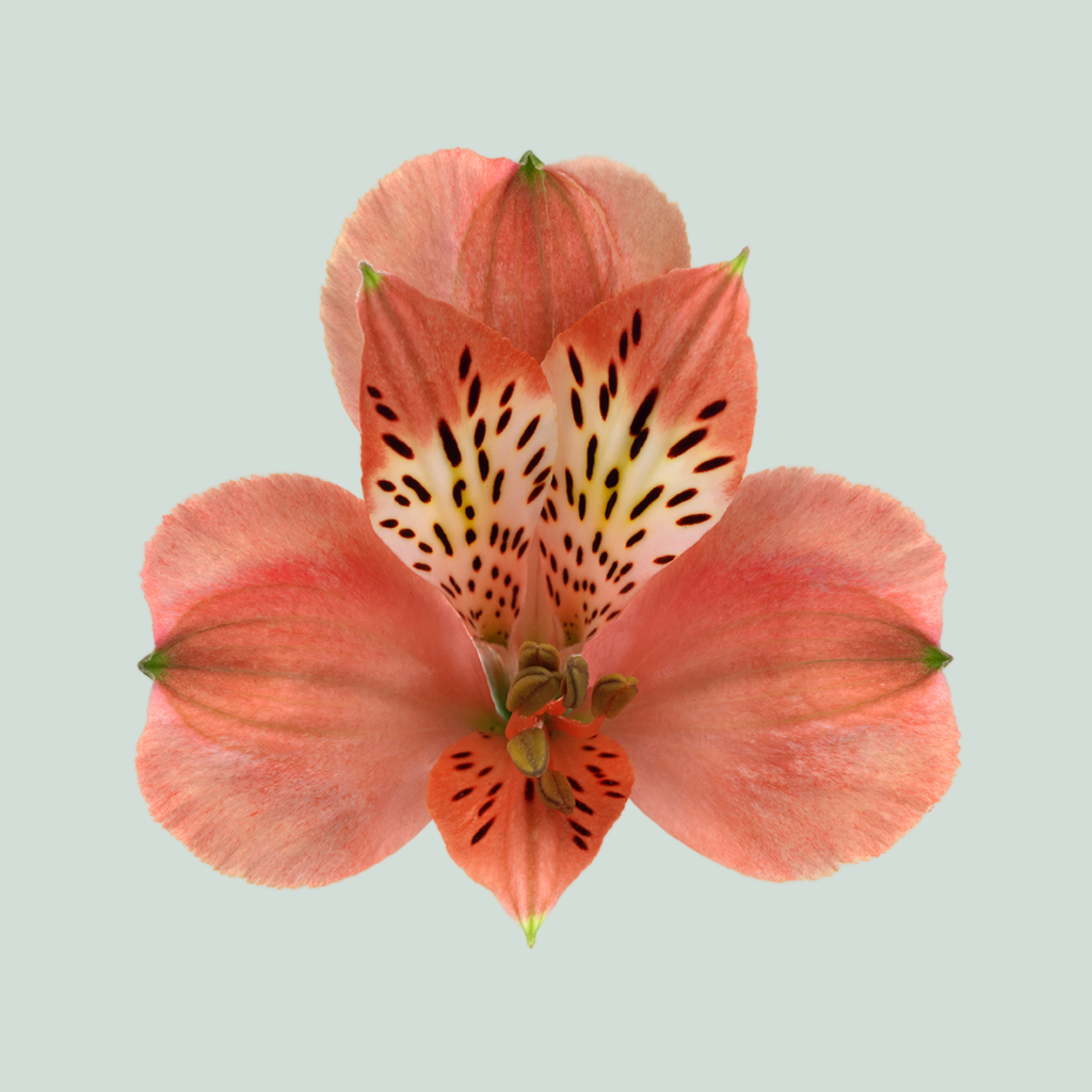 Red Alstroemeria ‘Estee’ Cut Flowers – 75cm Stems