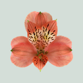 Red Alstroemeria ‘Estee’ Cut Flowers – 75cm Stems