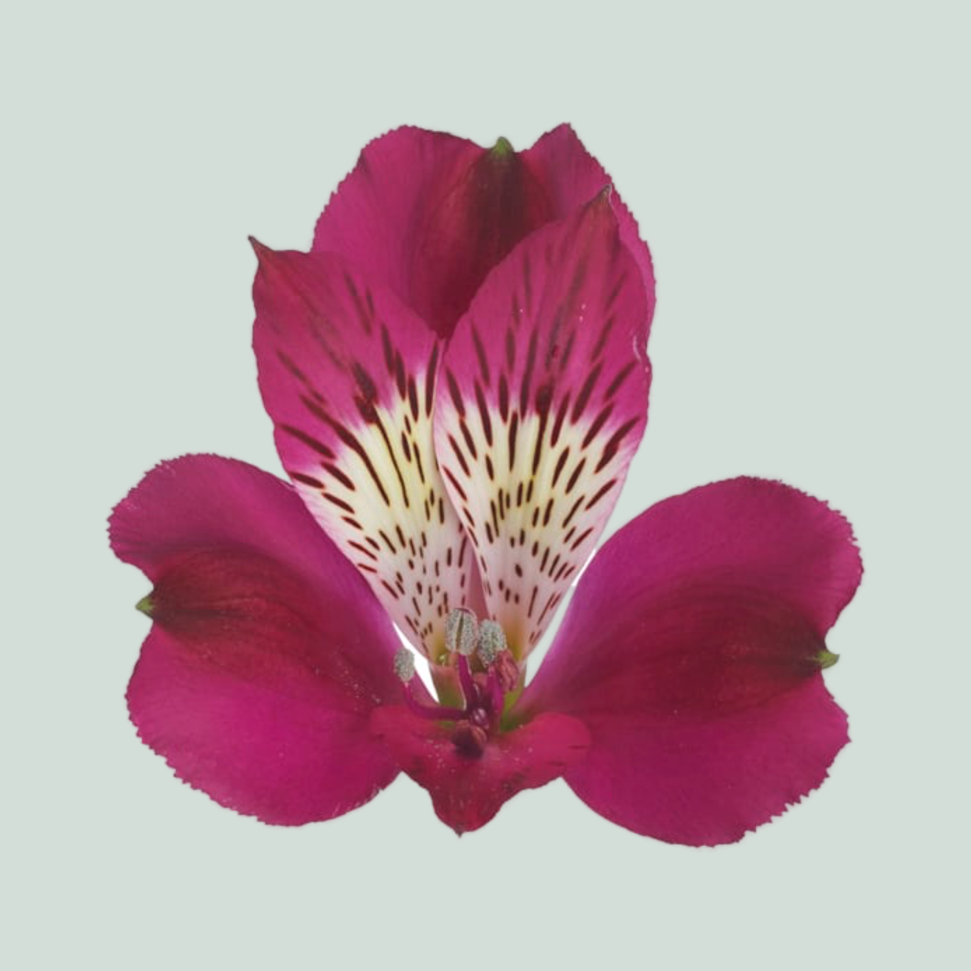 Alstroemeria Evelina (10 Stems)