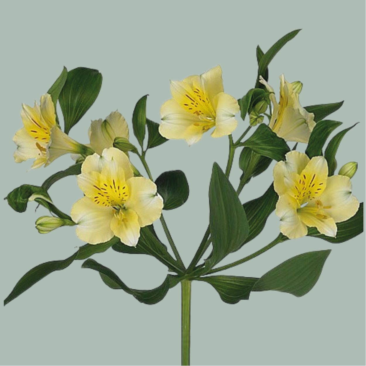 Alstroemeria Mixed