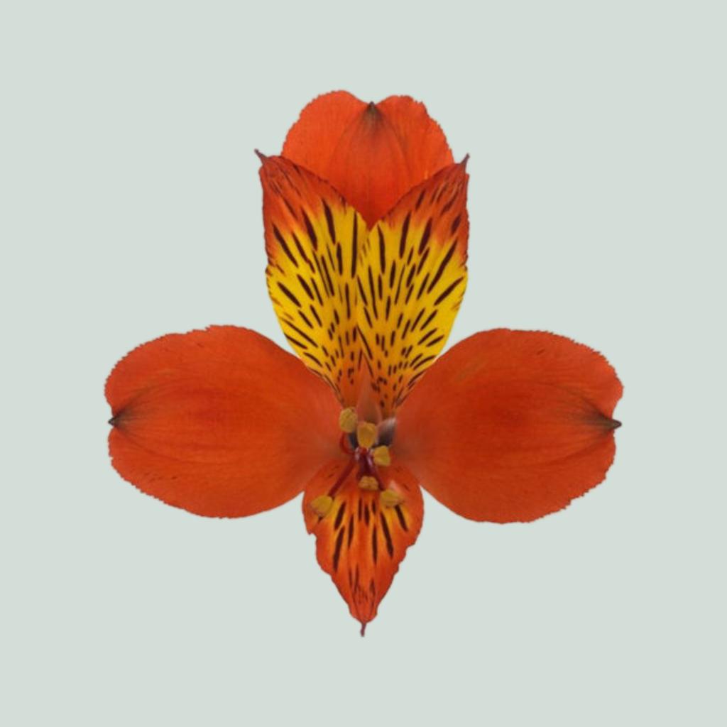 Alstroemeria Hiphop