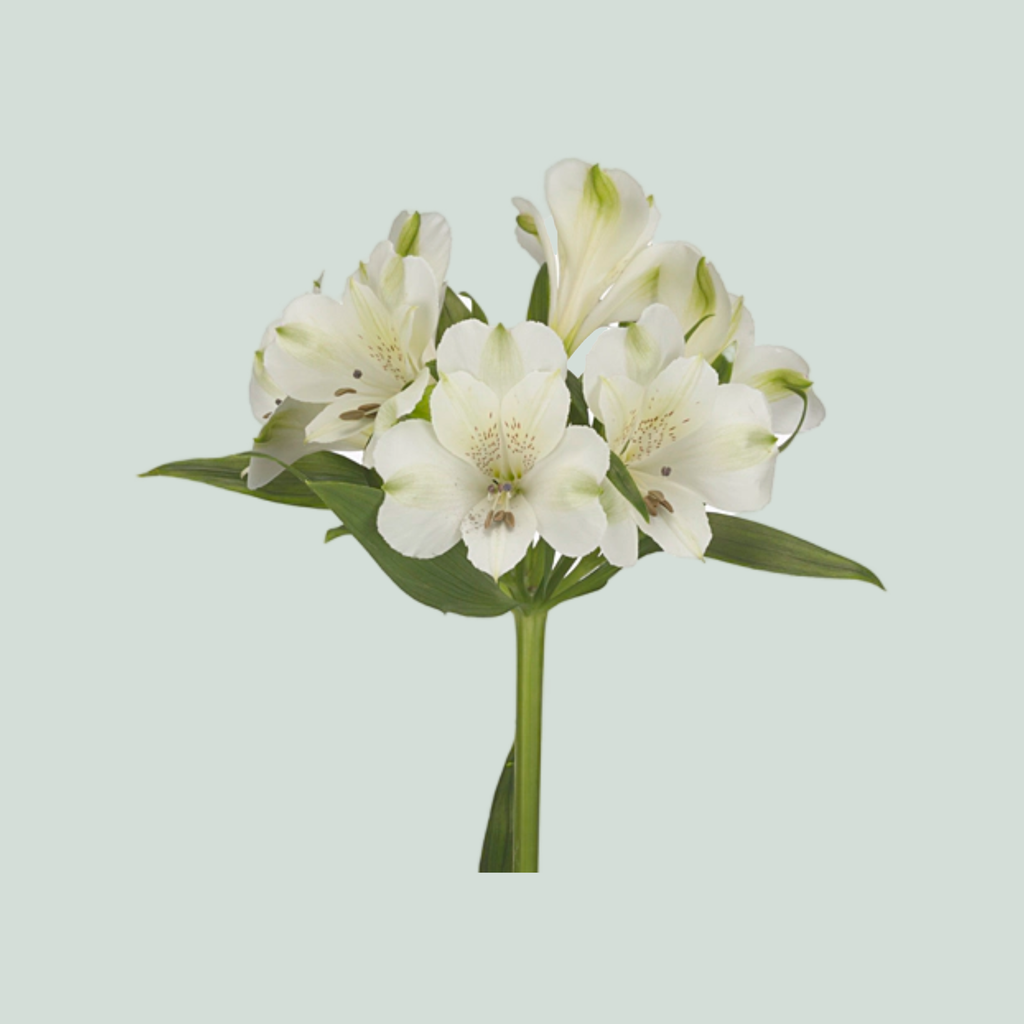 White Alstroemeria ‘Icy Mist’ Cut Flowers – 70cm Stems