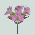 Pink Alstroemeria ‘Layla’ Cut Flowers – 75cm Stems