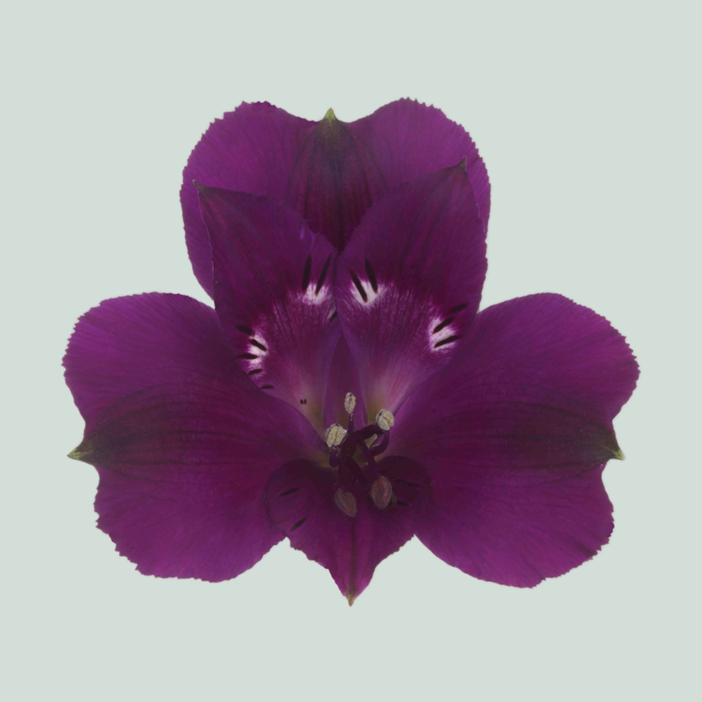 Alstroemeria Morado