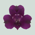 Alstroemeria Morado