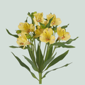 Alstroemeria Morning Star (10 Stems)