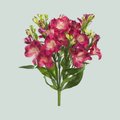 Alstroemeria Florina Noa